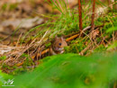 Mouse - Mysz